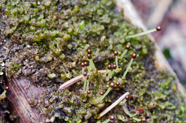 Ptilidium pulcherrimum